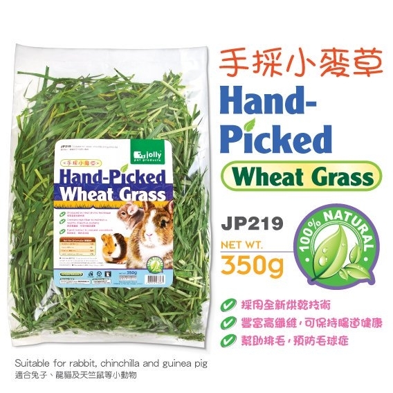 祖莉手采小麥草